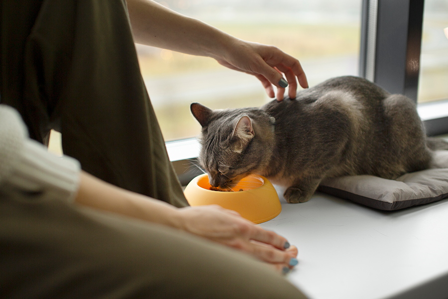 probioticos felinos