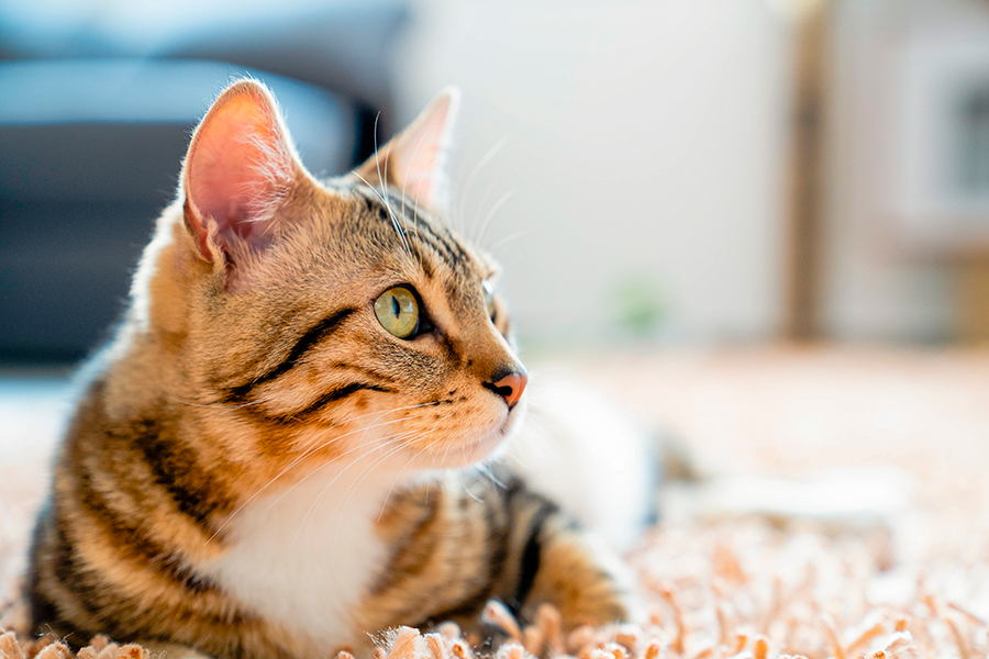 cancer de piel felino