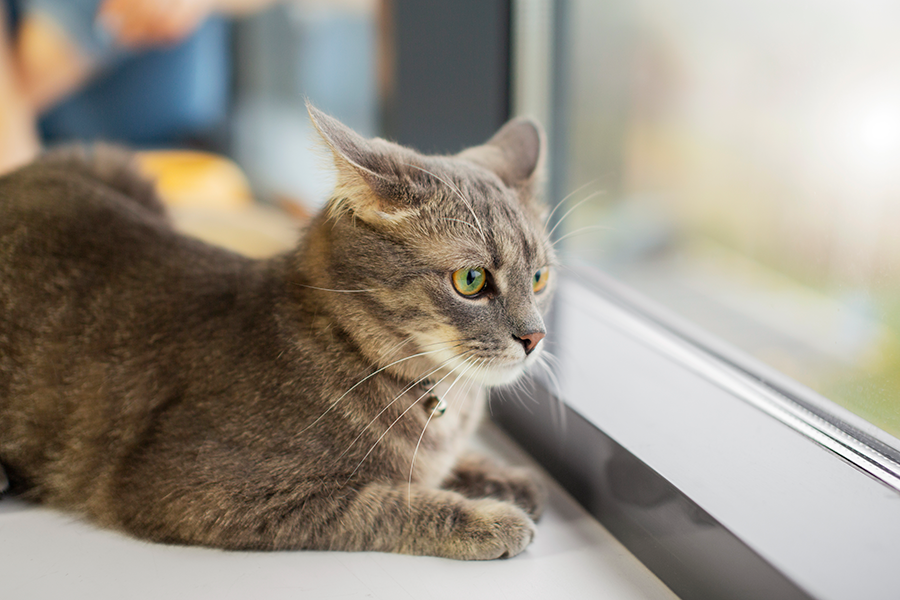 dermatitis felina