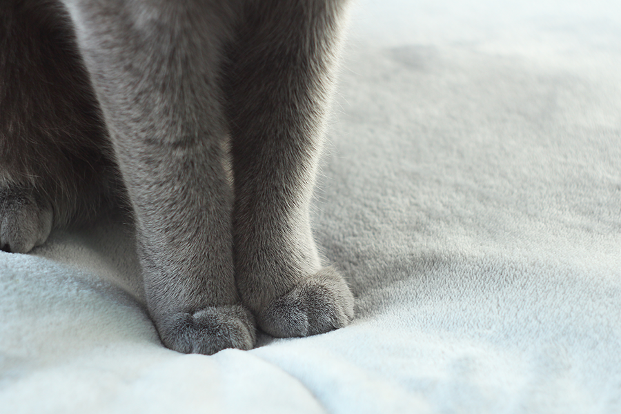 desungulacion felina