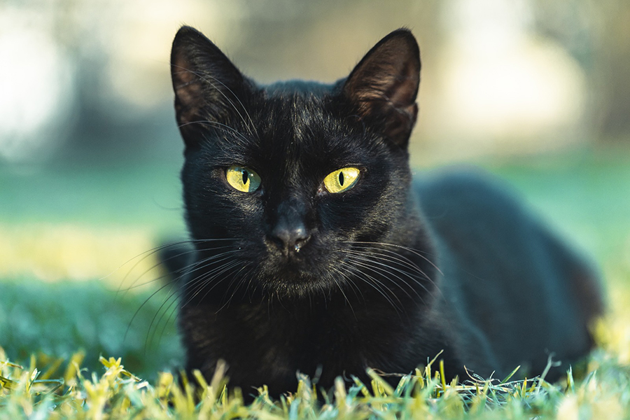 mitos sobre gatos negros