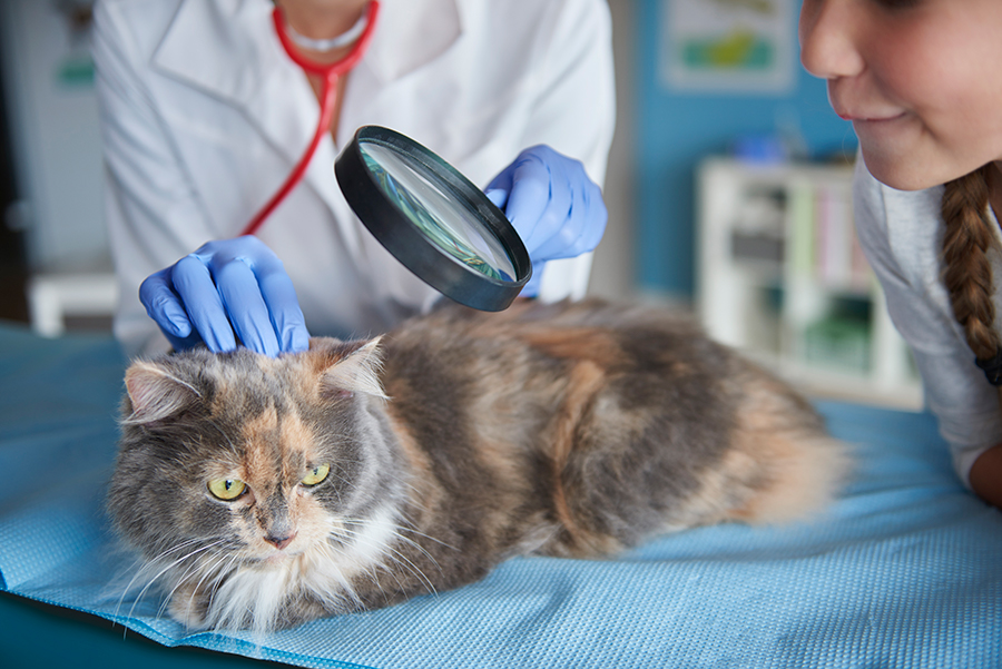 alergias-felinas-doctora-cats