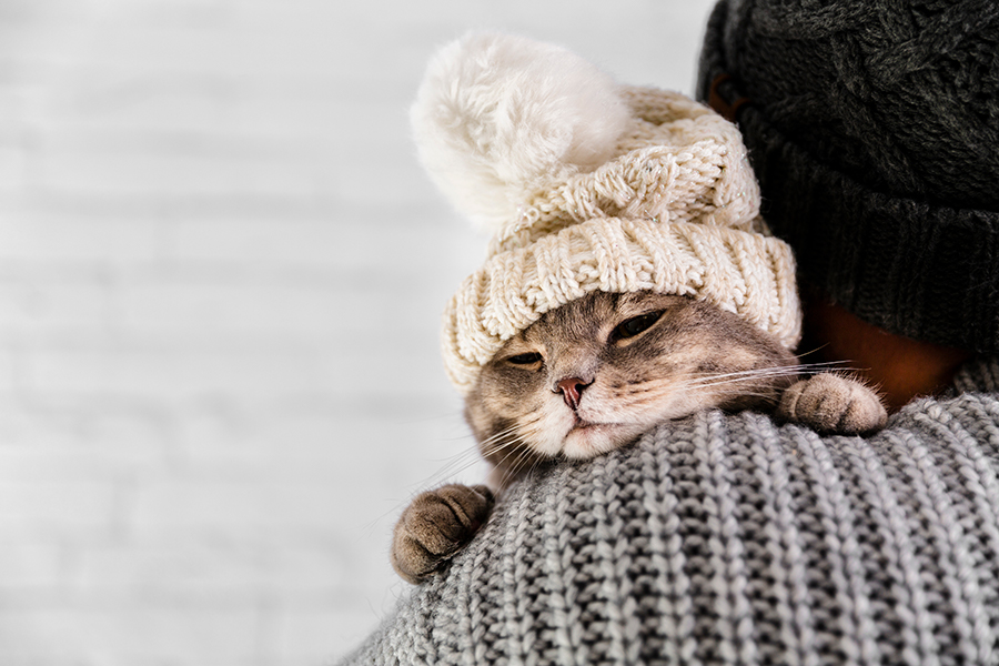 prepara a tu felino para el invierno