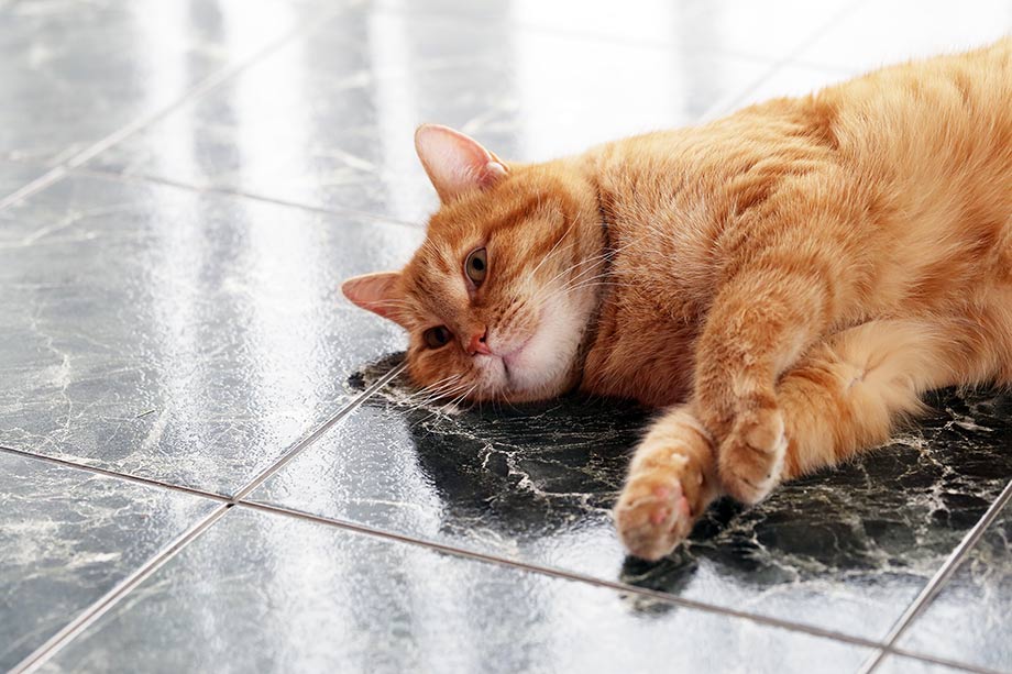 prevenir golpe de calor en gatos