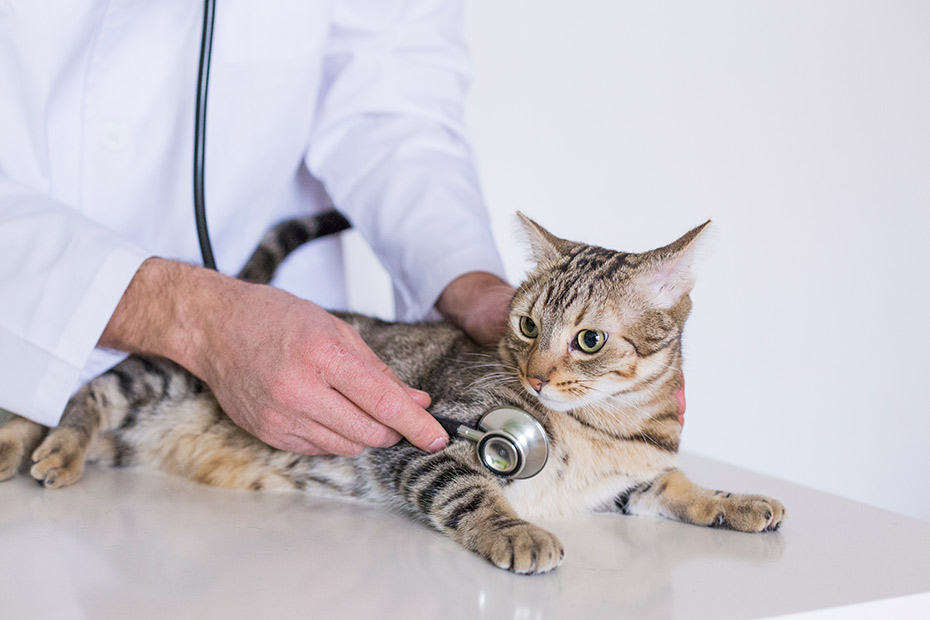 cardiomiopatia hipertrofica felina