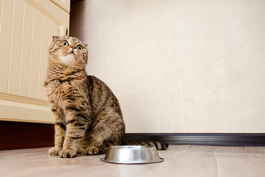 alimentos dañinos para la salud felina