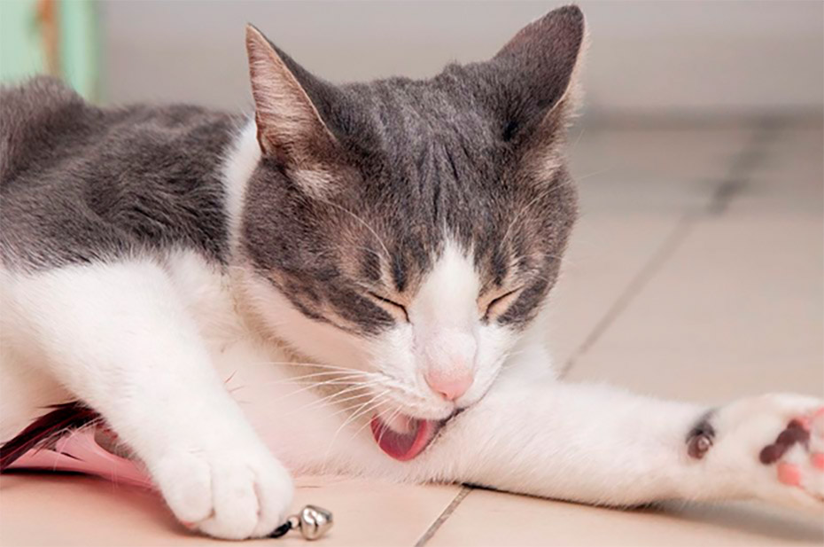 dermatitis psicogenica felina