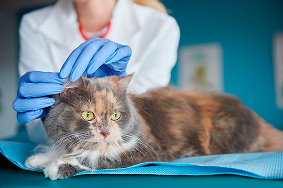 parvovirus felino doctora cats