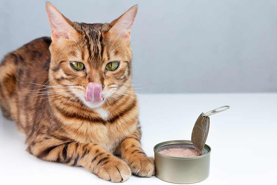alimento humedo para gatos