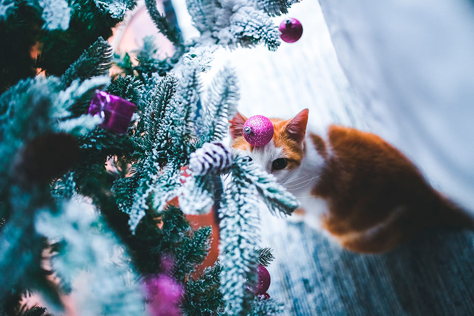arbol de navidad y gatos