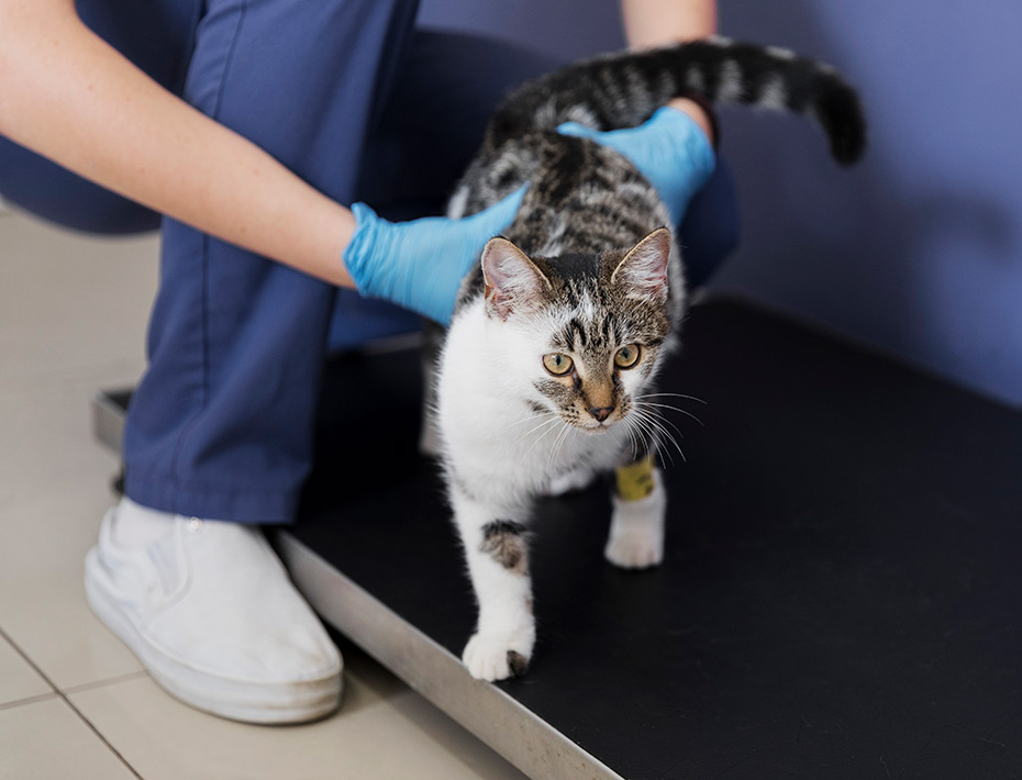 fisioterapia para gatos doctora cats