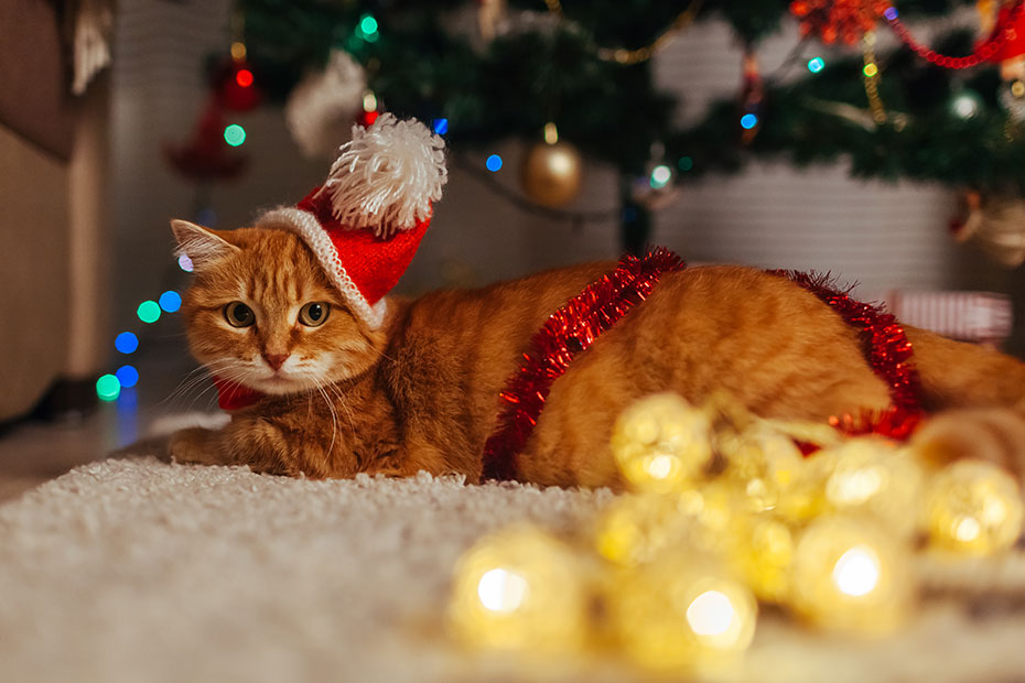 cosas navideñas peligrosas para gatos