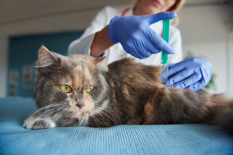 esquema de vacunacion felina