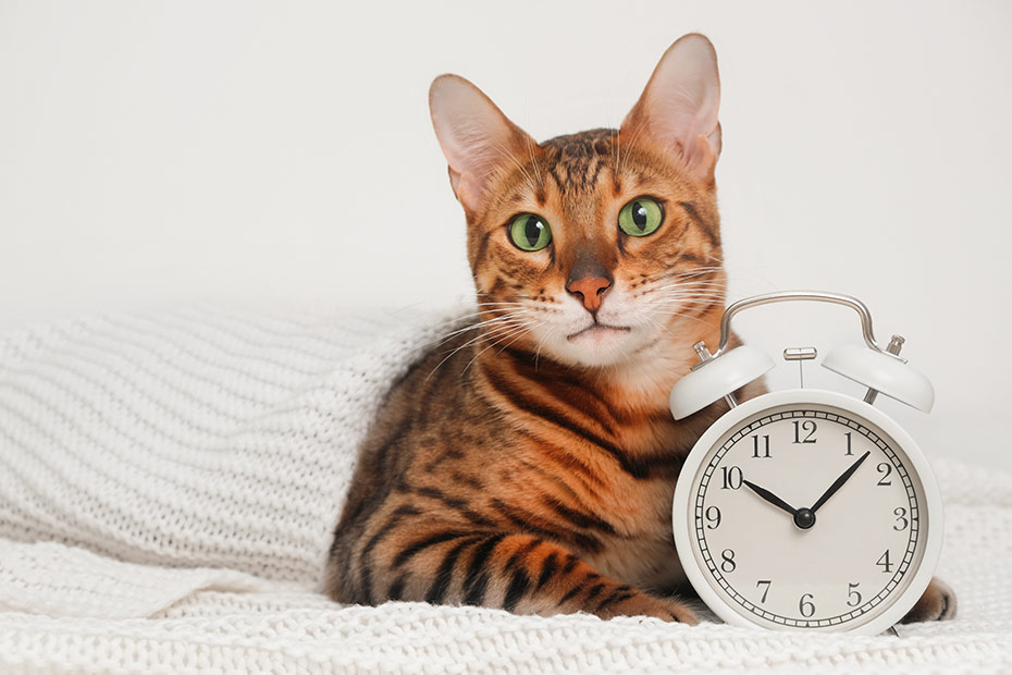 RELOJ-BIOLOGICO-FELINO-DRA-CATS