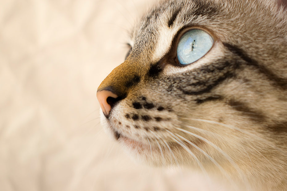 mitos de los gatos