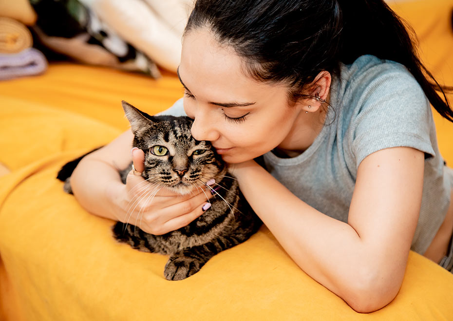 vinculo emocional felino