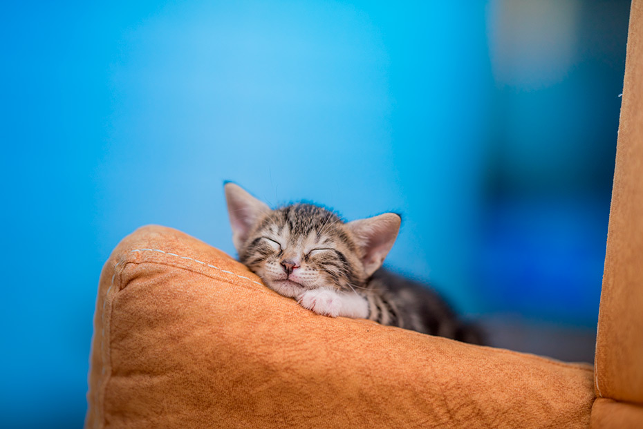 ¿Por qué-ronronean-los-gatos?
