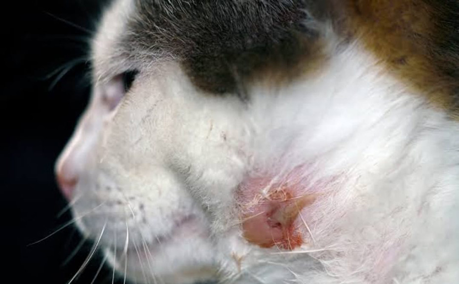 Abscesos