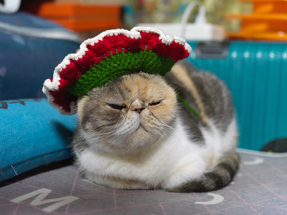 Fiestas-patrias-en-gatos