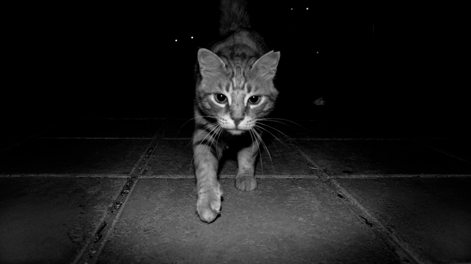 El “Zoomies” felino
