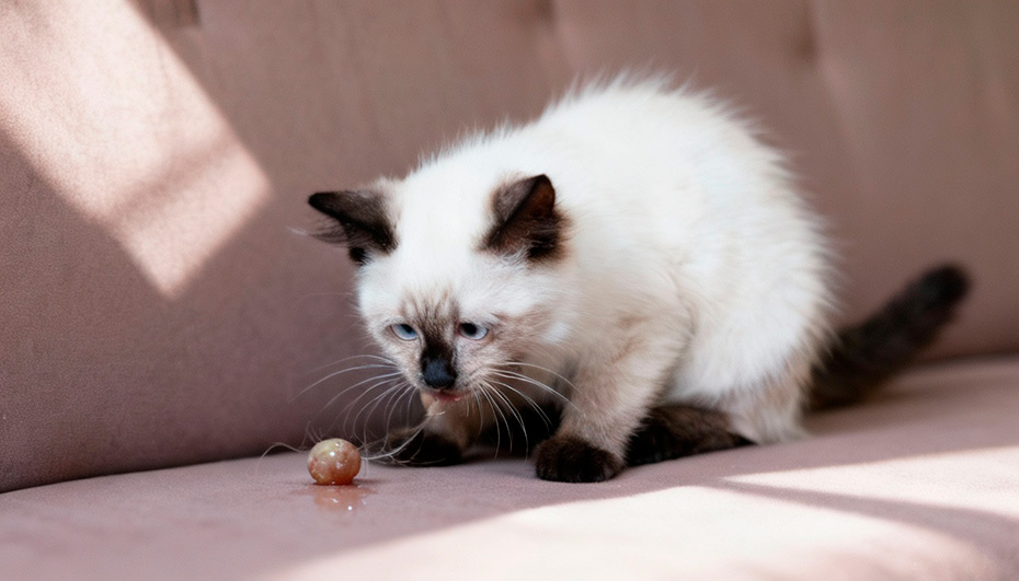 Mi-gato-vomita-bolas-de-pelo