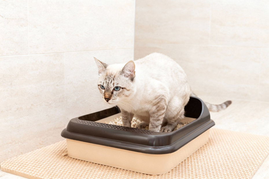 Cistitis-idiopátic