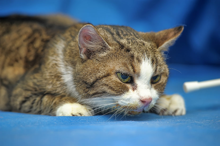 Micro-inflamaciones crónicas en gatos