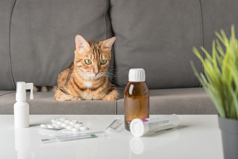 Automedicar-a-un-gato