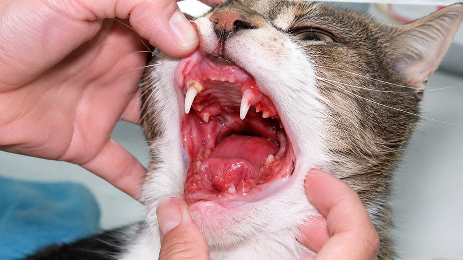Gingivoestomatitis