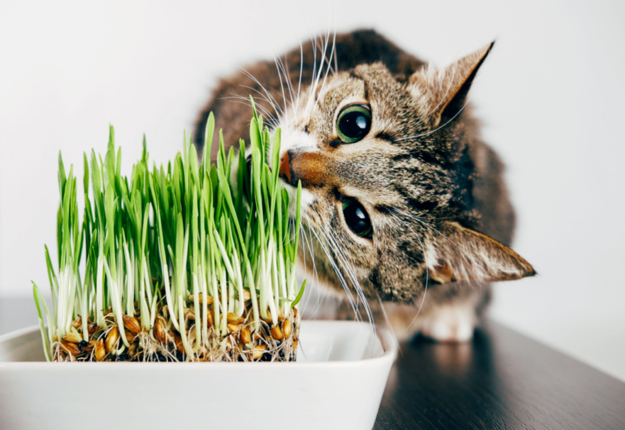 Catnip: ¿Qué es y cómo funciona ... Catnip: ¿Qué es y cómo funciona ...